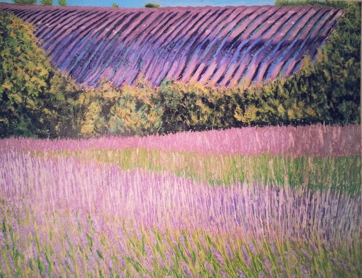 culture of lavender in La Drome of Provence