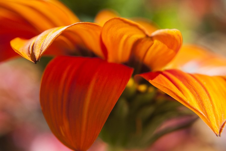 Fabulous Orange Flower Study 3