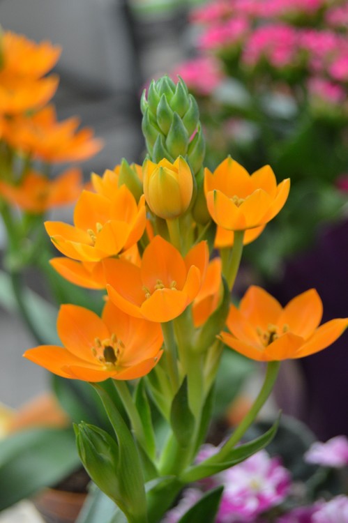 yellow flowers in bloom