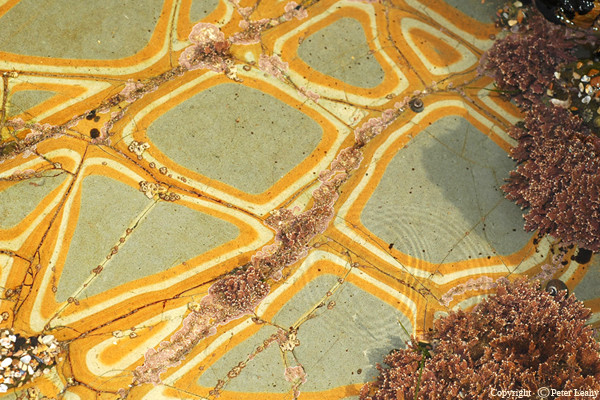 Patterns In a Tidal Pool
