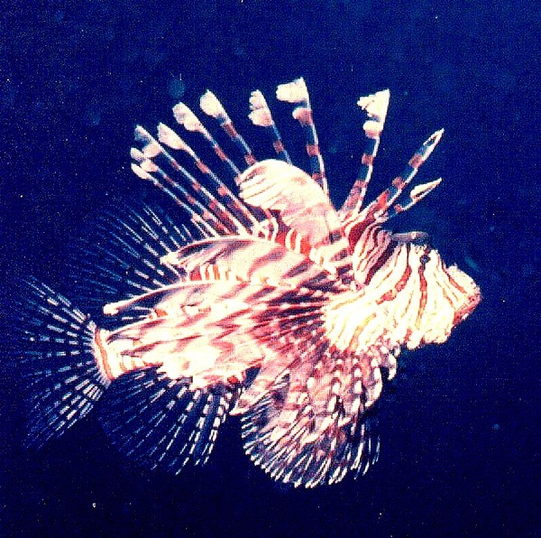 Lionfish with all pennants flying