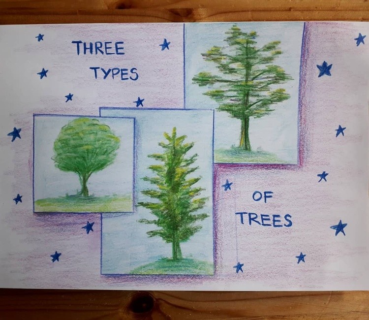 Three main types of (Finnish) trees