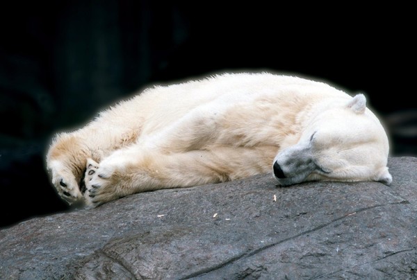 The sleeping polar bear