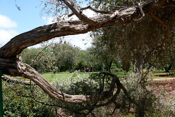 An Old Trunk of Olive