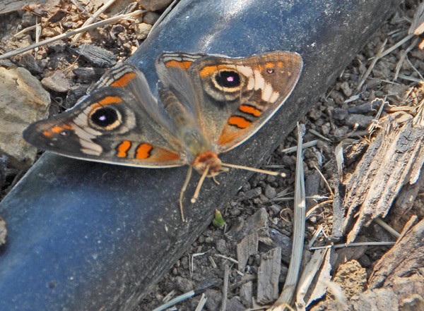 Buckeye Butterfly