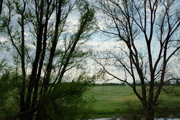 Through the tree