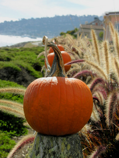 Pumpkins By The  Bay