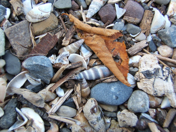 Leaf among shells