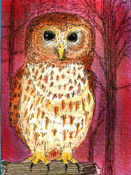 Mottled Owl..