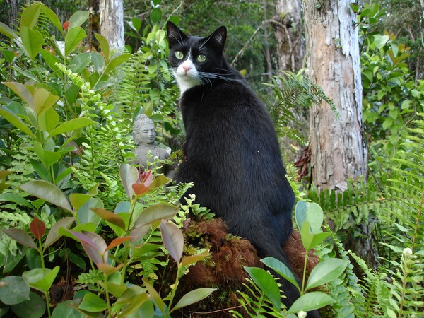 YinYang Buddhist Kitty