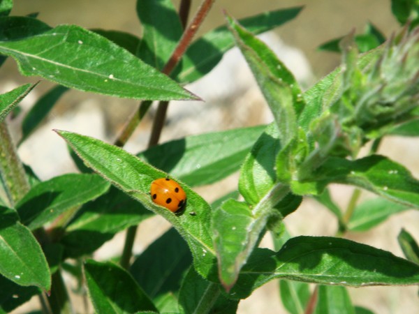 Orange Ladybird