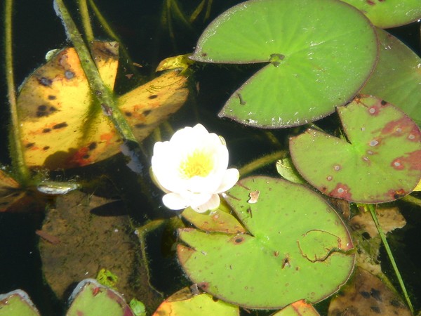 New White Lily pad