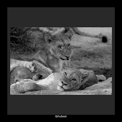 Ibhubesi / Lion Cubs