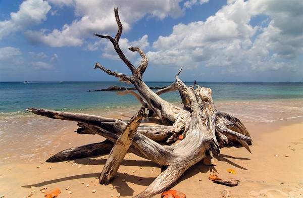 Caribbean Driftwood