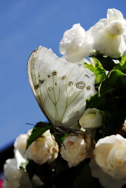 White Morpho with  Flowers