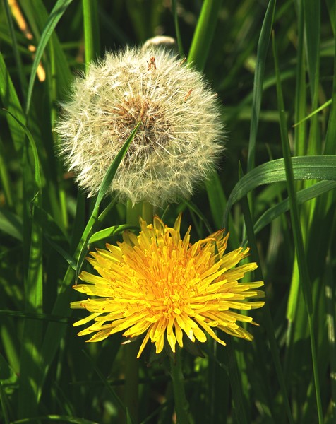 Dandelion