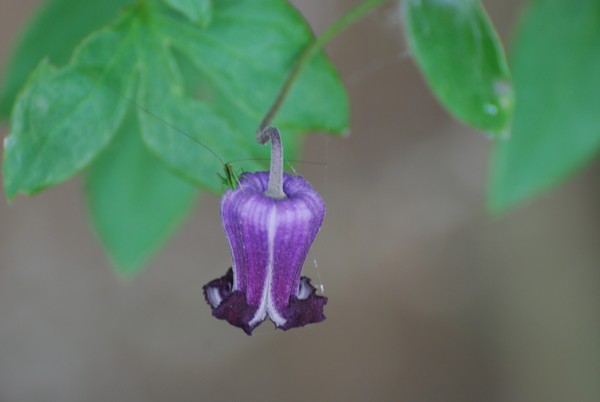 Purple Bell