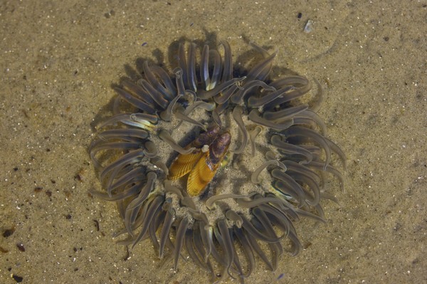 Sea Urchin With A Visitor