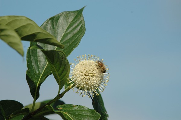 Honey Bee on a Button Bush Blossom