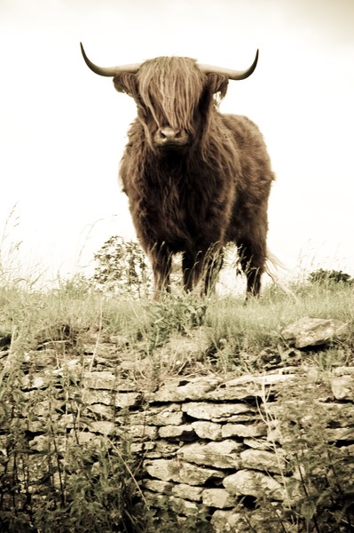Highland Cattle 1