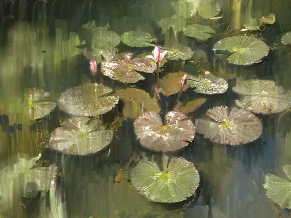 Lotus Pond 3