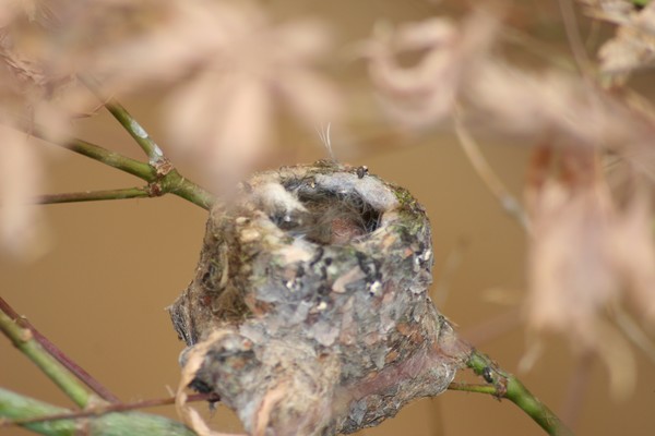 BABY HUMMERS