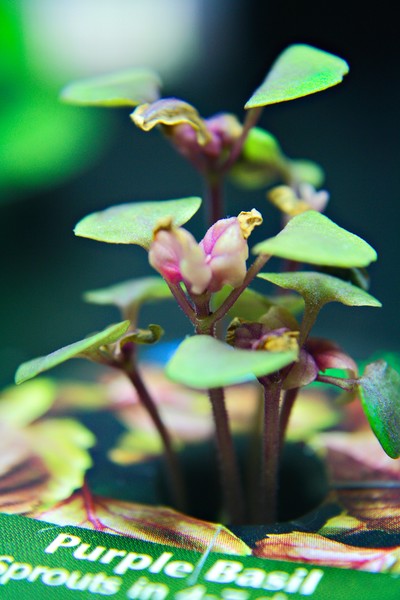 Purple Basil