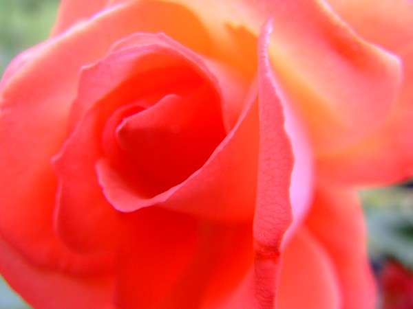 The soft Red Rose