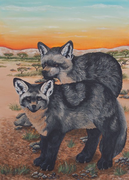 Bat Eared Foxes