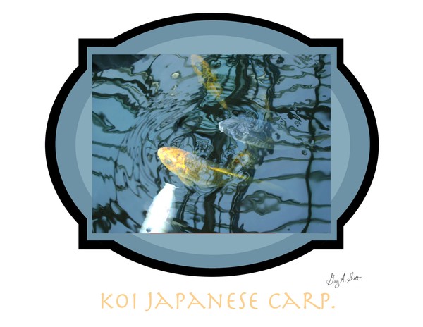 Koi Japanese carp. 314