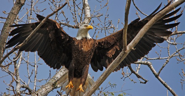 Bald Eagle Doing a Branch Jump.