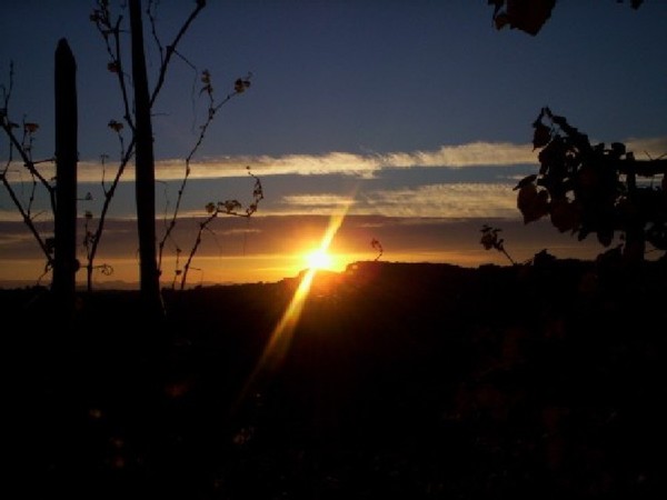 Sunset In Wineyard - Trebelno - Slovenia