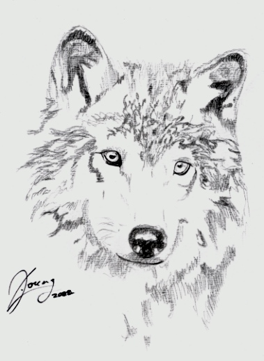 Wolf on-looker