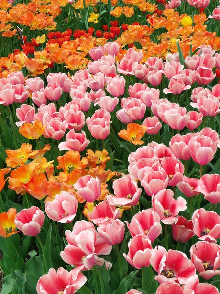 Tulips in the Field