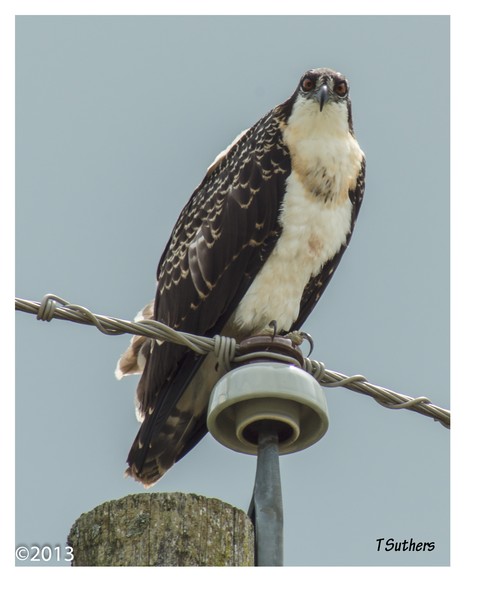 Osprey