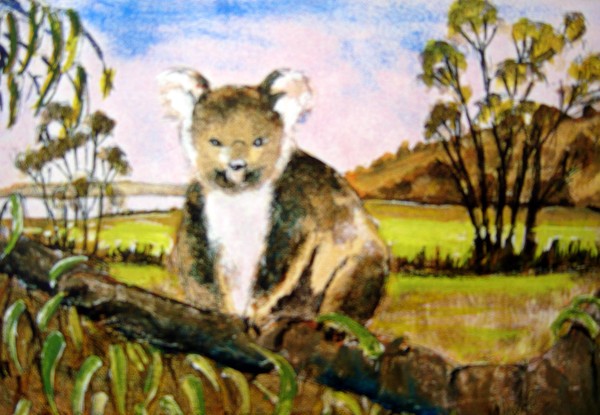 Koala Phillip Island Australia