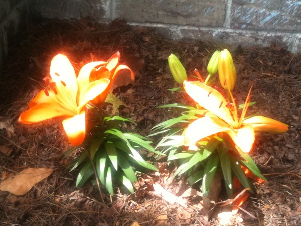 Glowing Grandma Flowers