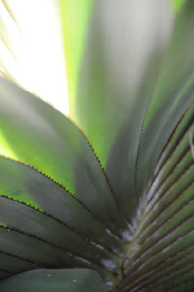 Close up of the Lauhala tree leaf