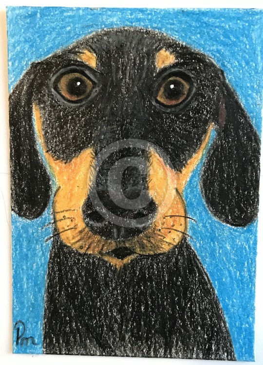 ACEO Dachshund Dog Jake Original