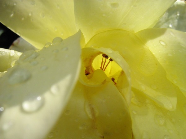 yellow spiral rose
