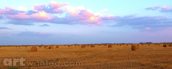 PRAIRIE BEAUTY