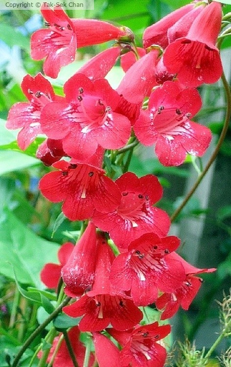 Golden-Beard Penstemon (Penstemon barbatus) 08-25-2008