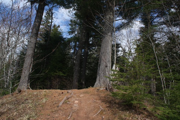 Forest path