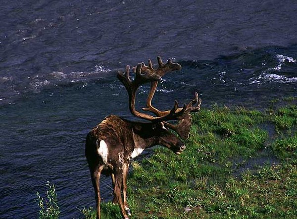 Caribou in Stream