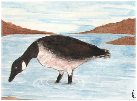 Canadian Goose for Mother