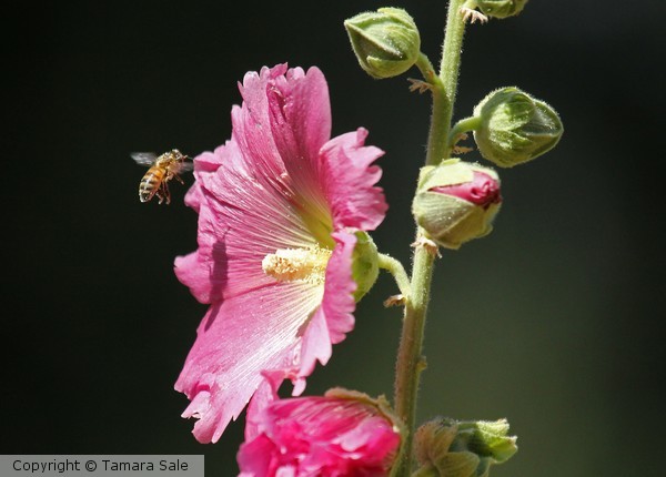 Bee at Work