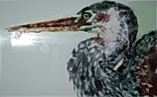 Great Blue Heron Watercolor