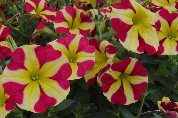 Petunias with hearts