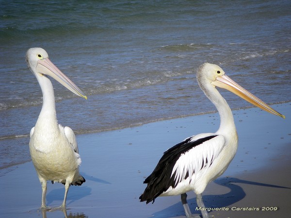 Pelicans by the Sea