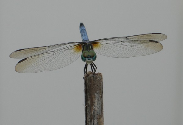 Another shot of the dragonfly